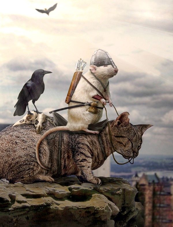 chat et souris