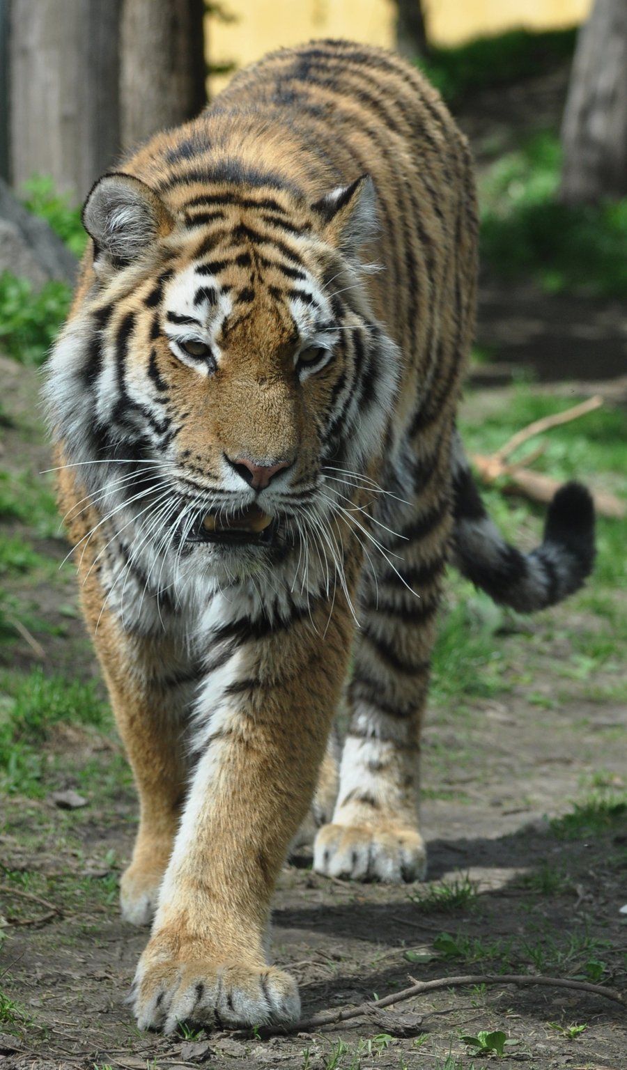 tigre